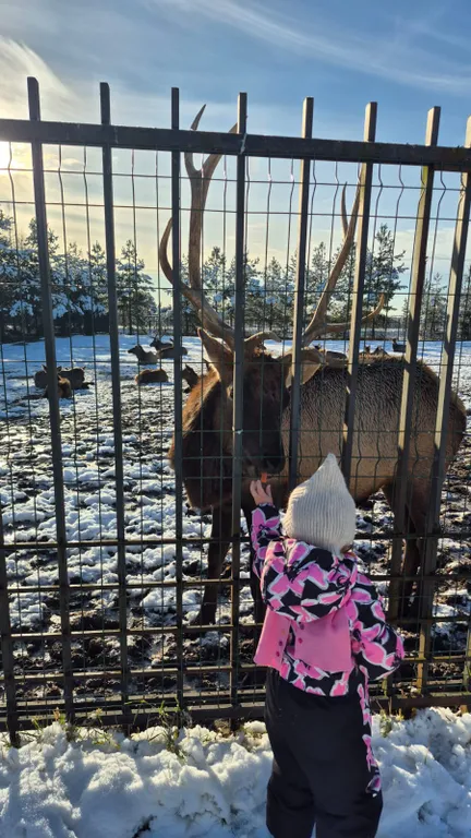 Коттедж с сауной в Сорочанах