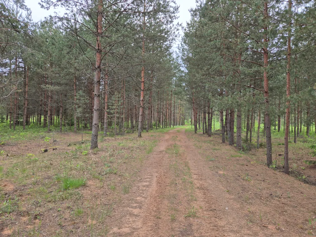 Усадьба Сосновый хутор на берегу реки Мста
