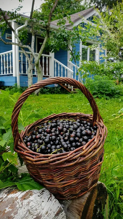 Пень да Соль