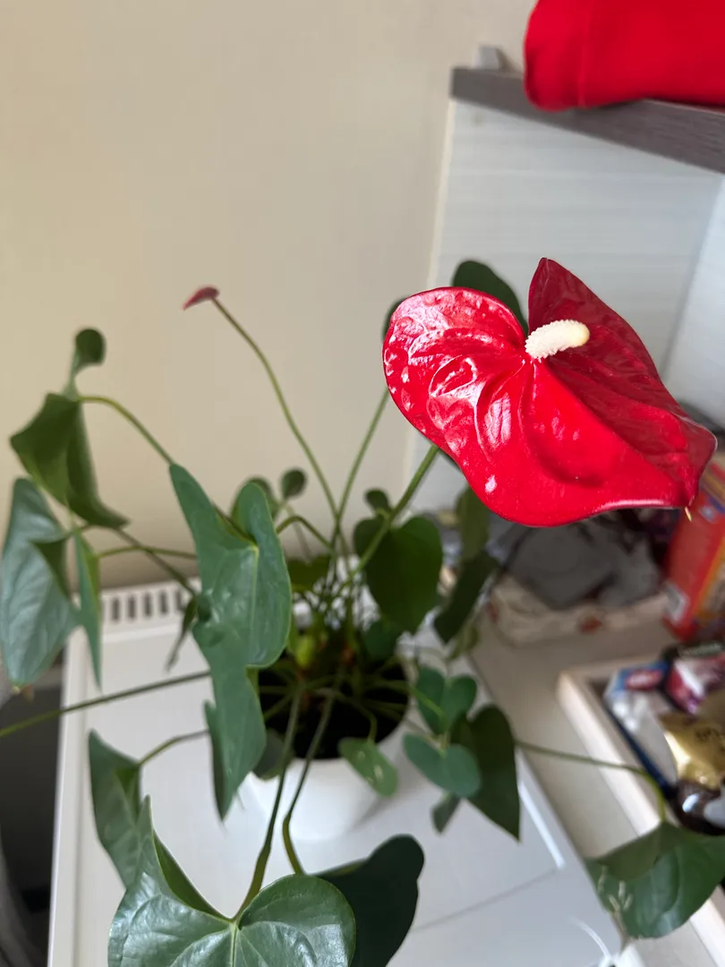 Фото