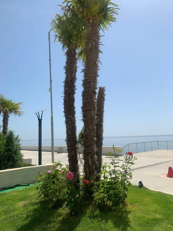 Апартамент в отеле Аюдаг Resort