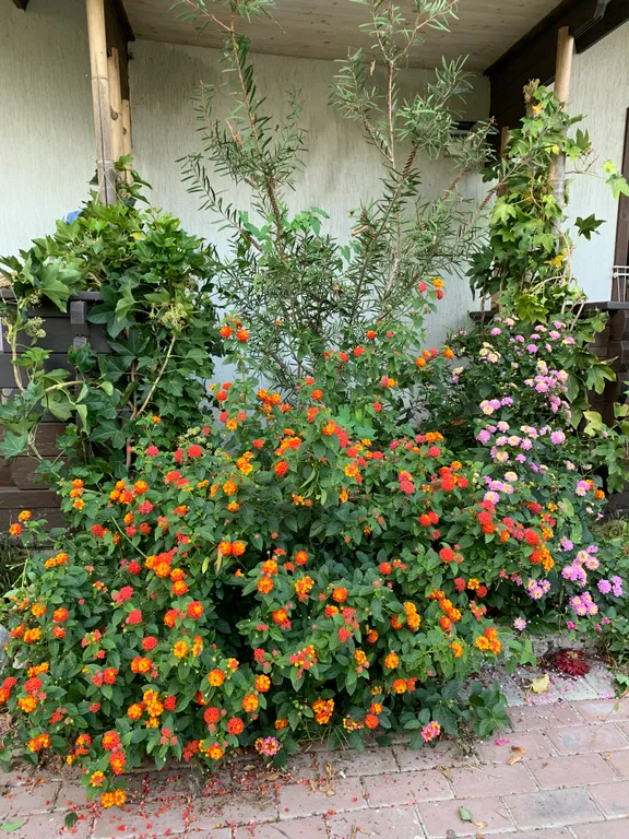 Дом в тени многолетнего дуба