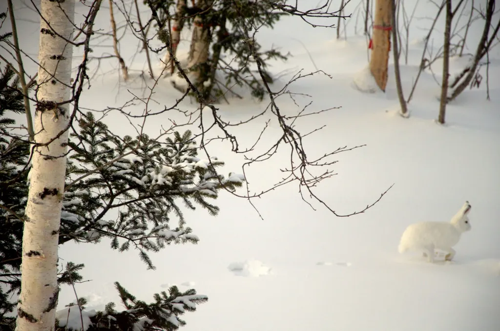 Барнхаус с теплым гаражом на две машины