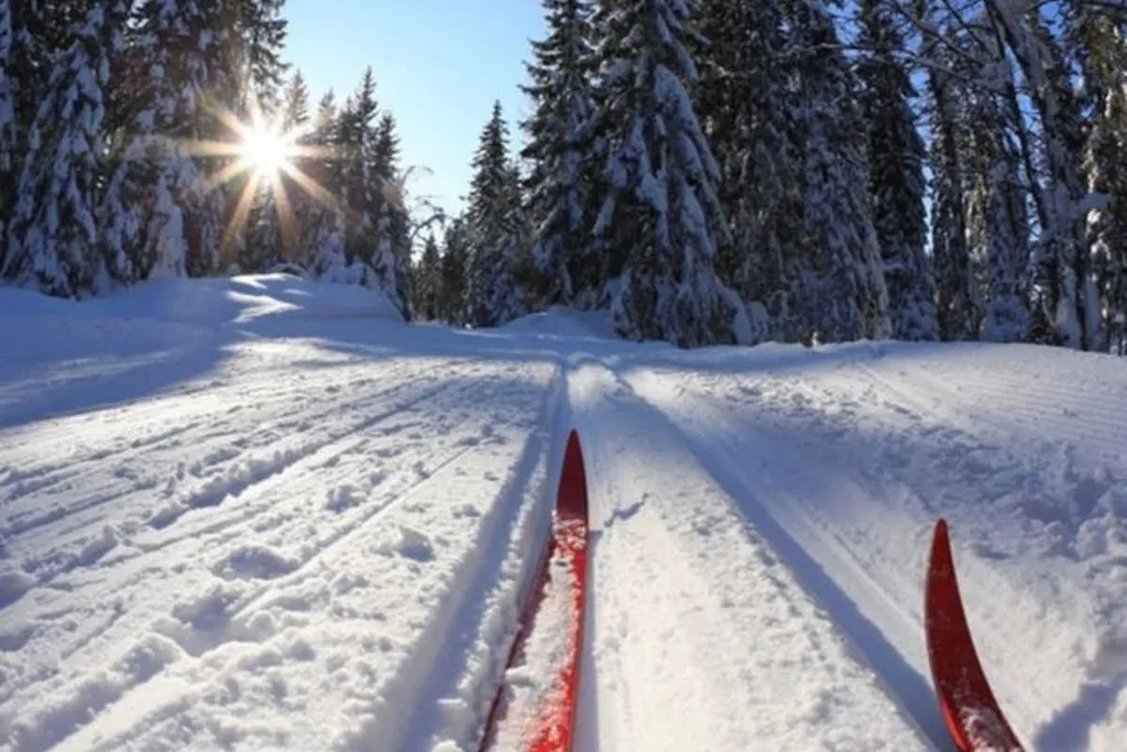 Просторная квартира с видом на лес