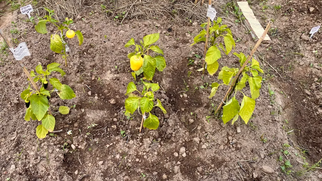 ЭкоДом - Жемчужина Балтики с Мини-Садом