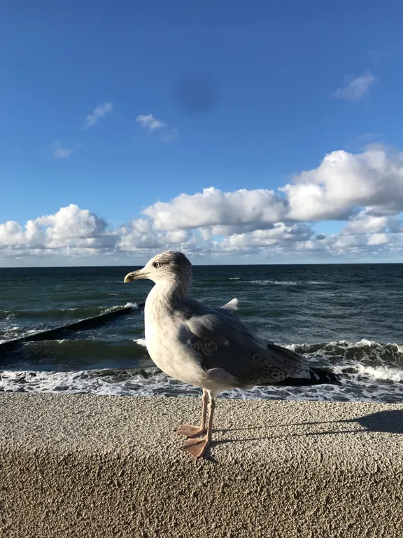Квартира Апартаменты у озера Тихое — Светлогорск