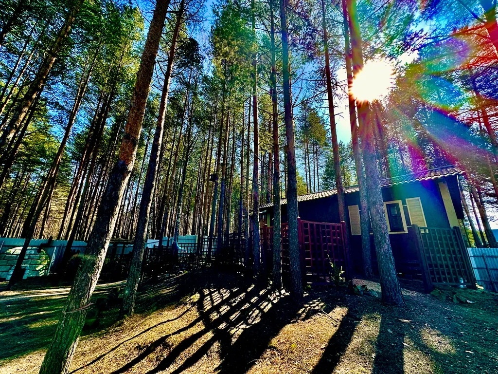 Шале в сосновом бору