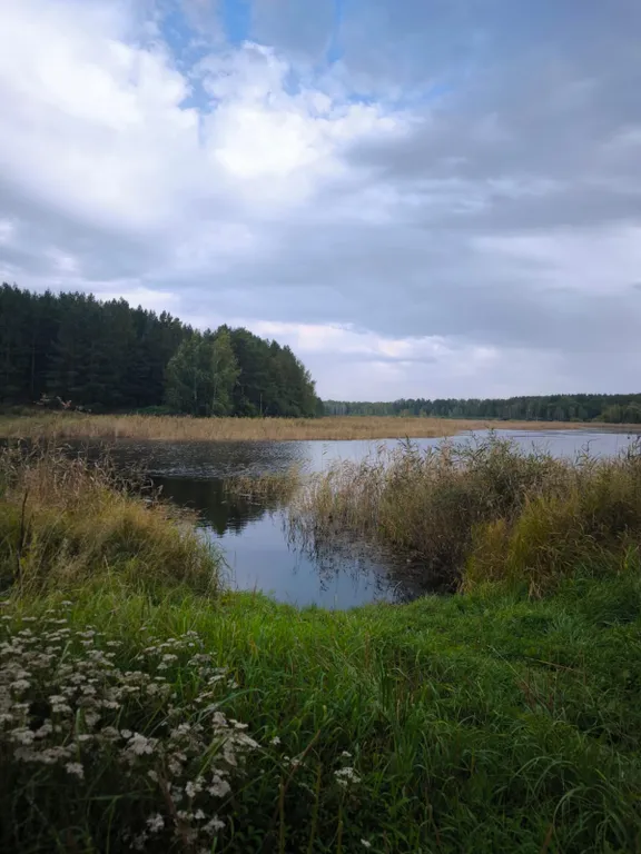 Уютный дом, дом-баня, банный чан,вид на лес рядом с сосновым бором