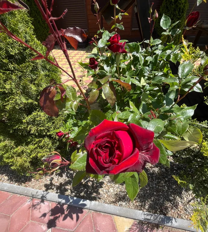 3-комнатный Дом