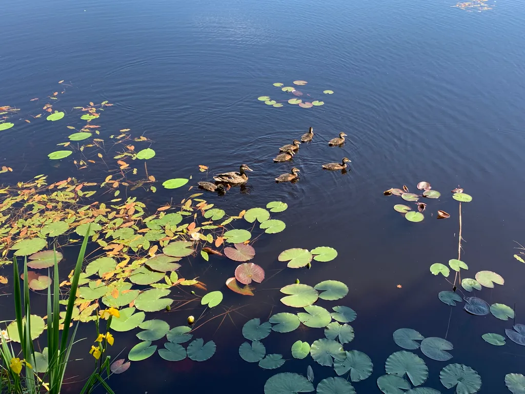 Чудесное место у озера с камином и русской баней