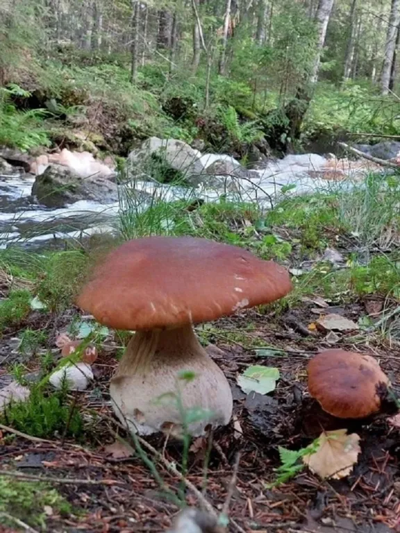 Дом-баня на берегу озера Уросозеро