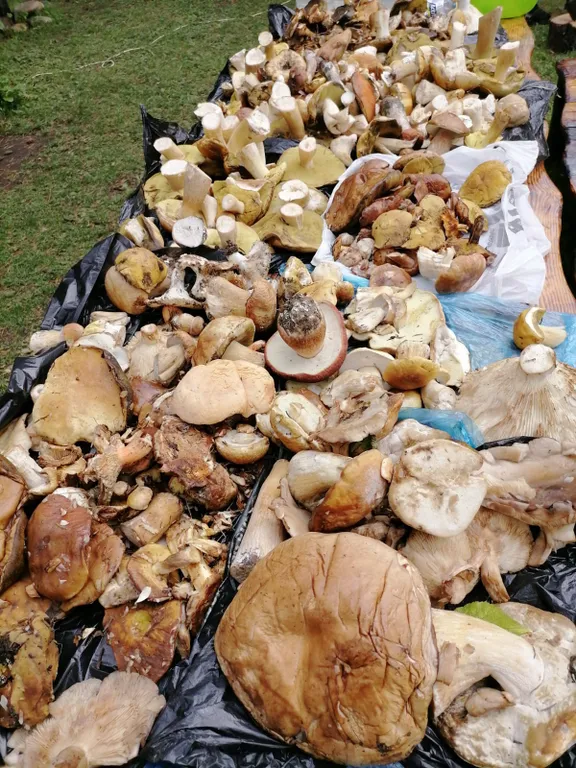 Коттедж Коттедж Лес хрустальной песни — Архыз