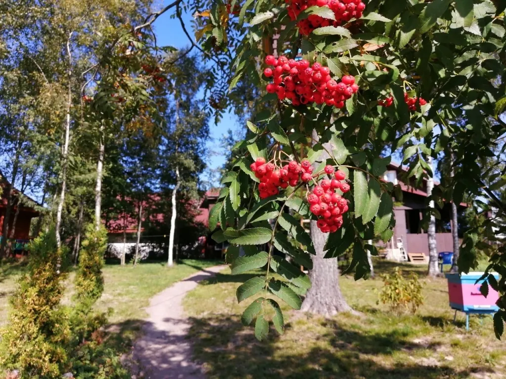 Коттедж Рябиновый домик с видом на лес и реку — Агалатово