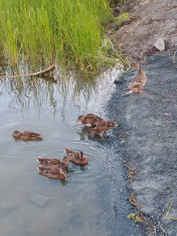 4-комнатный Дом