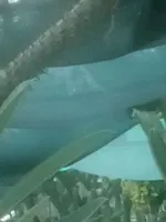 Ольга