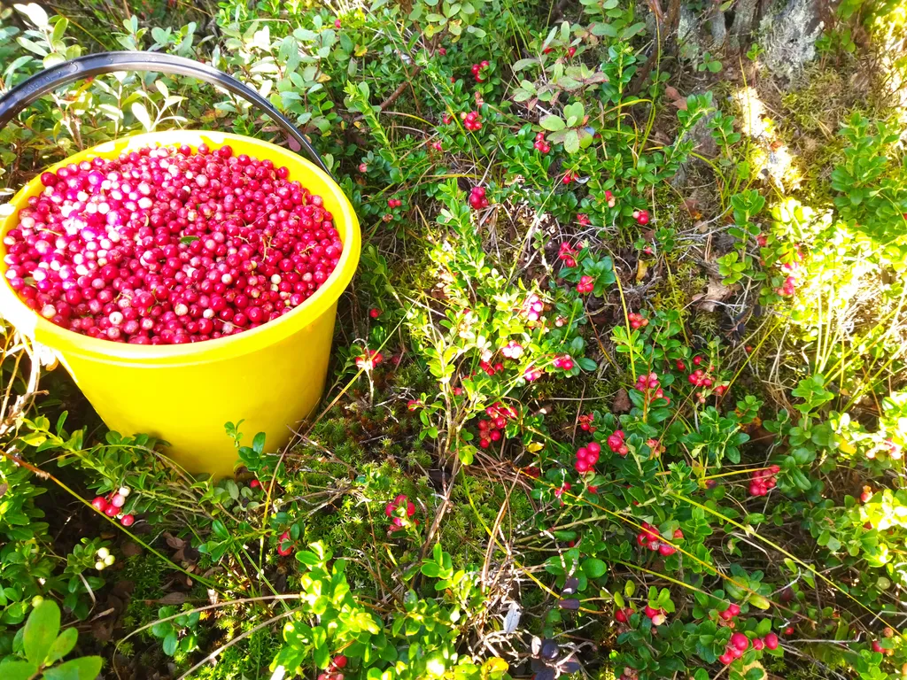 Уютный дом с баней рядом с ладогой со всеми удобствами