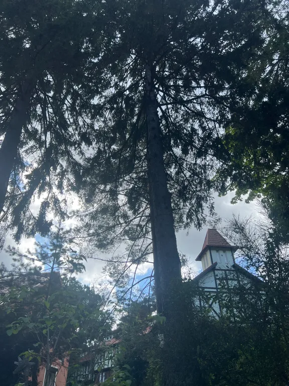 Квартира Уютная квартира в центре — Светлогорск