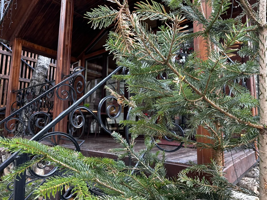 Уютный домик в чаще леса