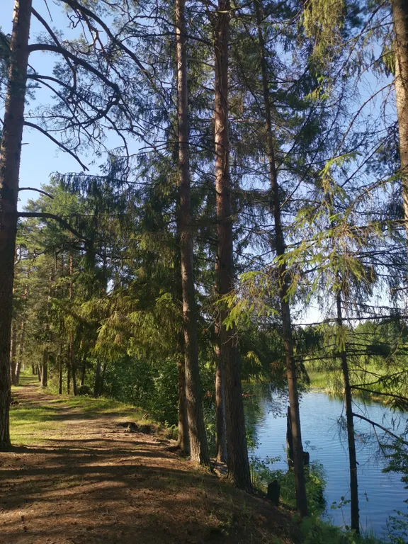 Dream Forest & River PZ