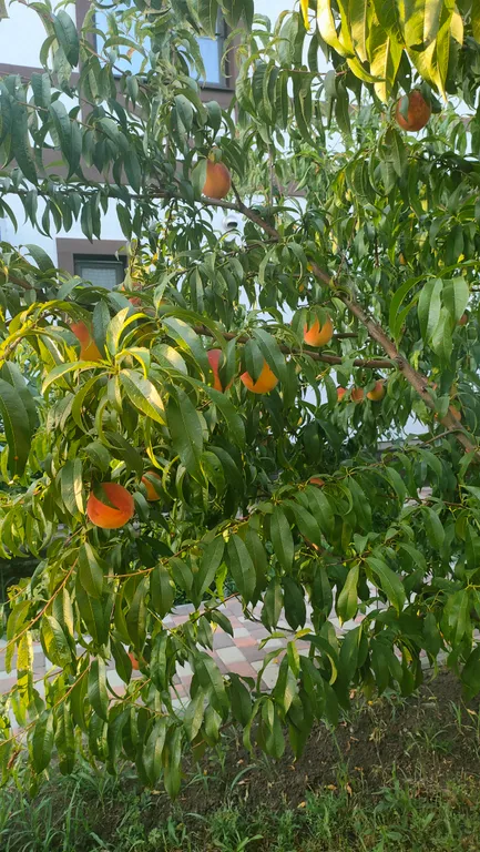 Квартира Квартира Апартамент"Марсель" с завтраком и паркингом возле ТРК"Красная площадь" — Краснодар