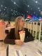 Валерия