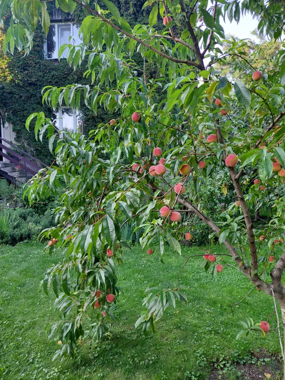 Апартаменты для большой семьи у моря в центре курортного города