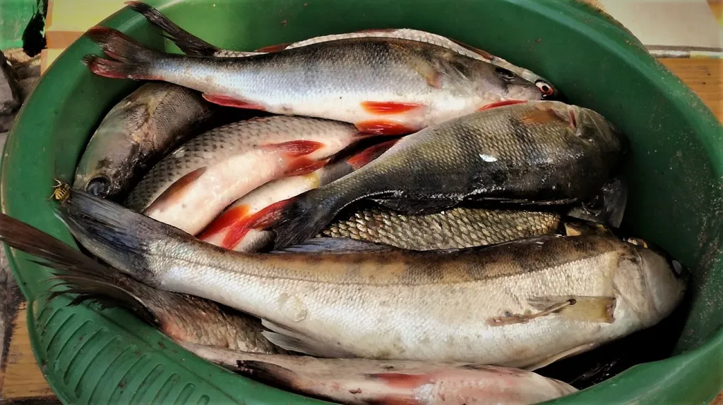 Коттедж Дом в турбазе Чайка, у озера в сосновом бору - Селигерский край — Турбаза Чайка