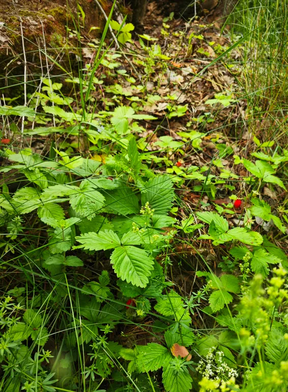 Вишнёвый домик в Махре