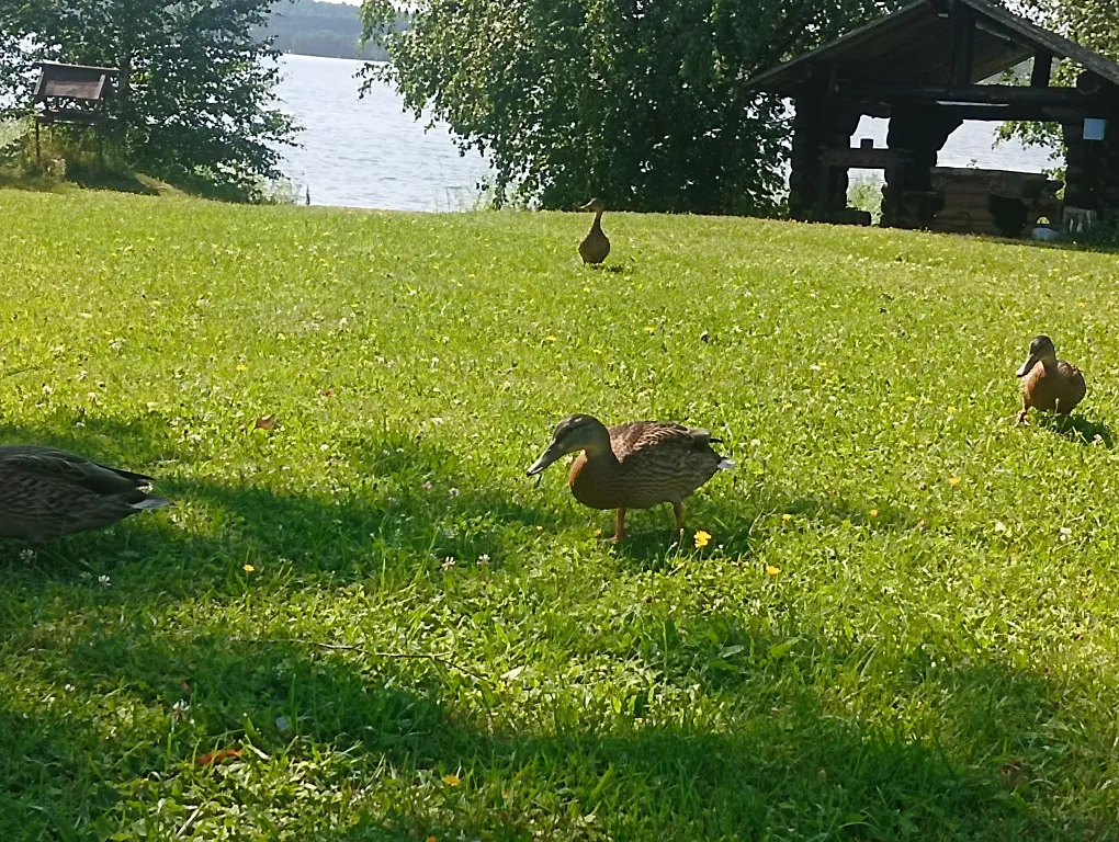 Гостевой дом Лось