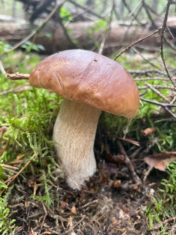 Коттедж Гостевой дом с террасой и сауной в Карелии, вблизи реки и озера Ладоги — Видлица