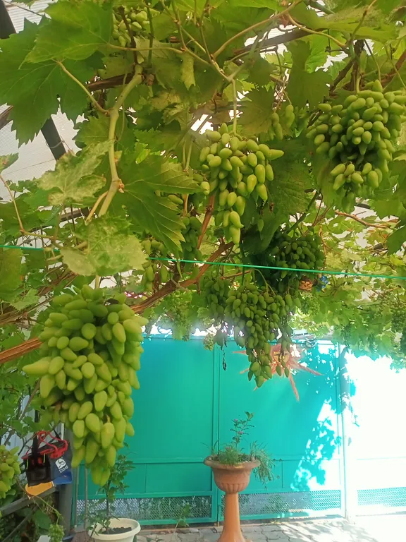 Уютный домик у Галины