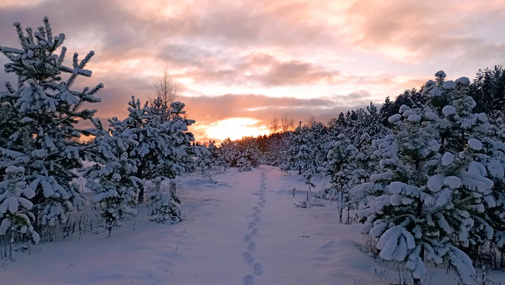 Уютный домик в сосновом лесу