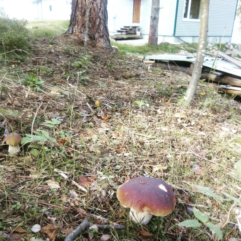 Дом на Сямозере у пляжа