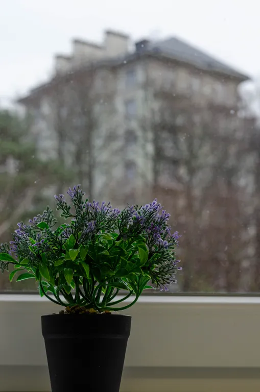 Квартира Апартаменты на Балтике — Светлогорск