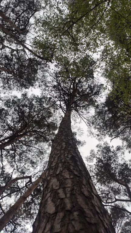 Квартира в городе Пионерском в 100 метрах от городского пляжа