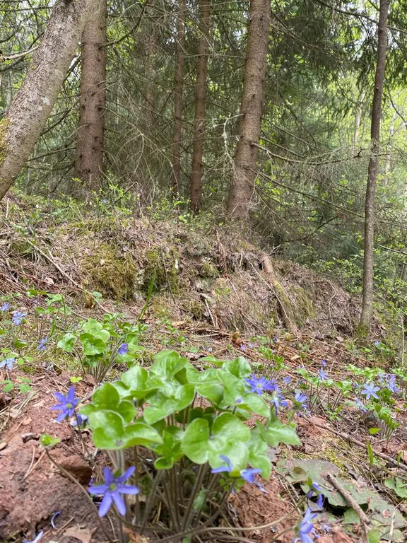 Деревенский дом у озера