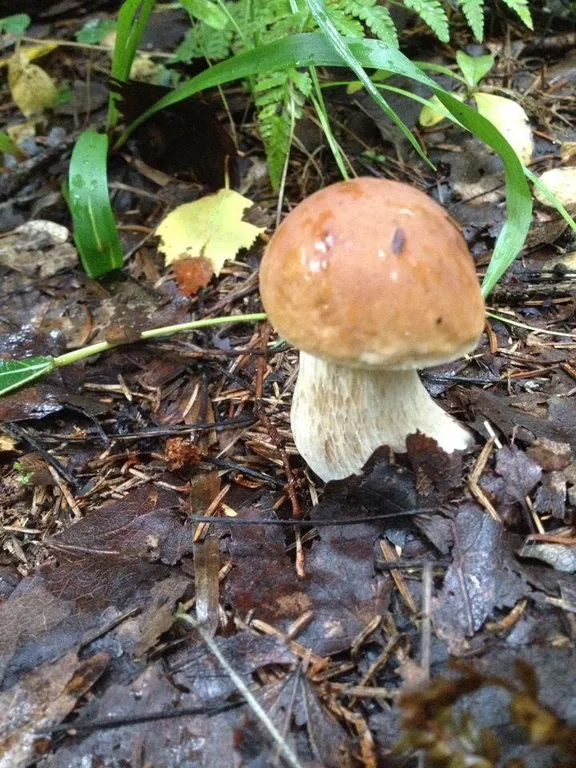 Коттедж Коттеджи у озера — Луга