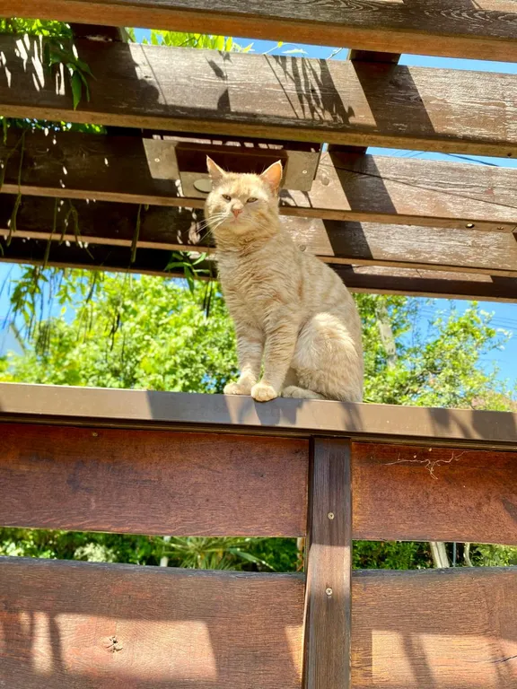 Коттедж Дом у леса — Сочи