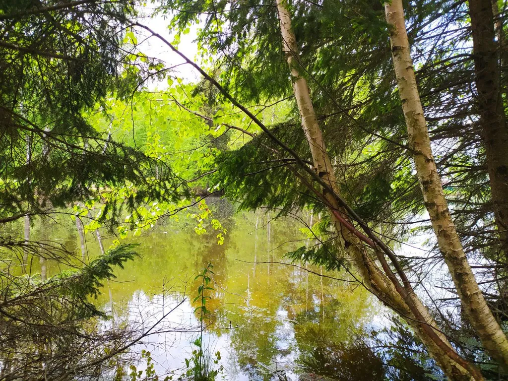 Лесной домик a-frame с террасой на холме, среди высоченных елей и берез