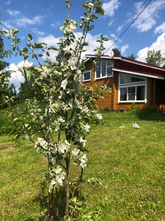 Большой уютный деревянный коттедж на самом берегу Ладожских шхер