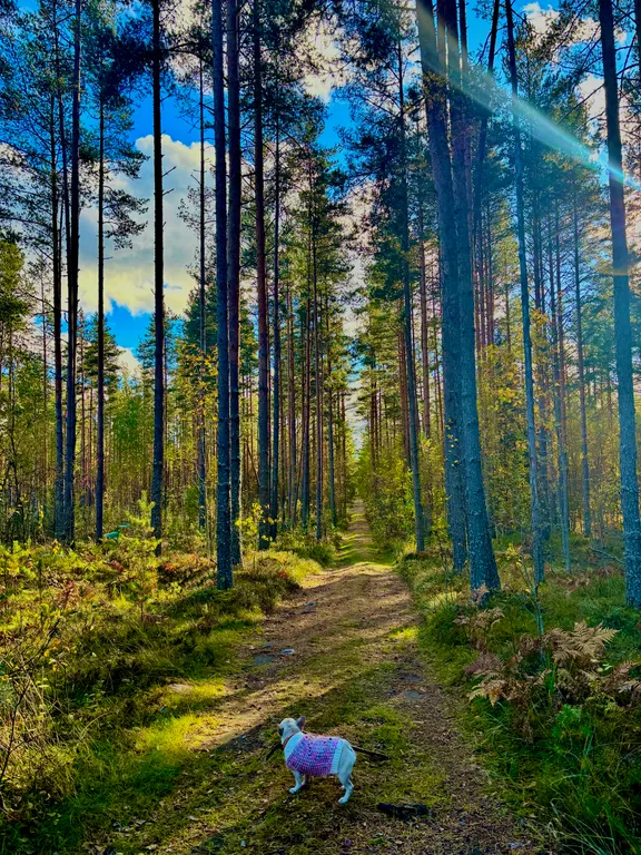 Домик с панорамным окном рядом с озером и видом на лес