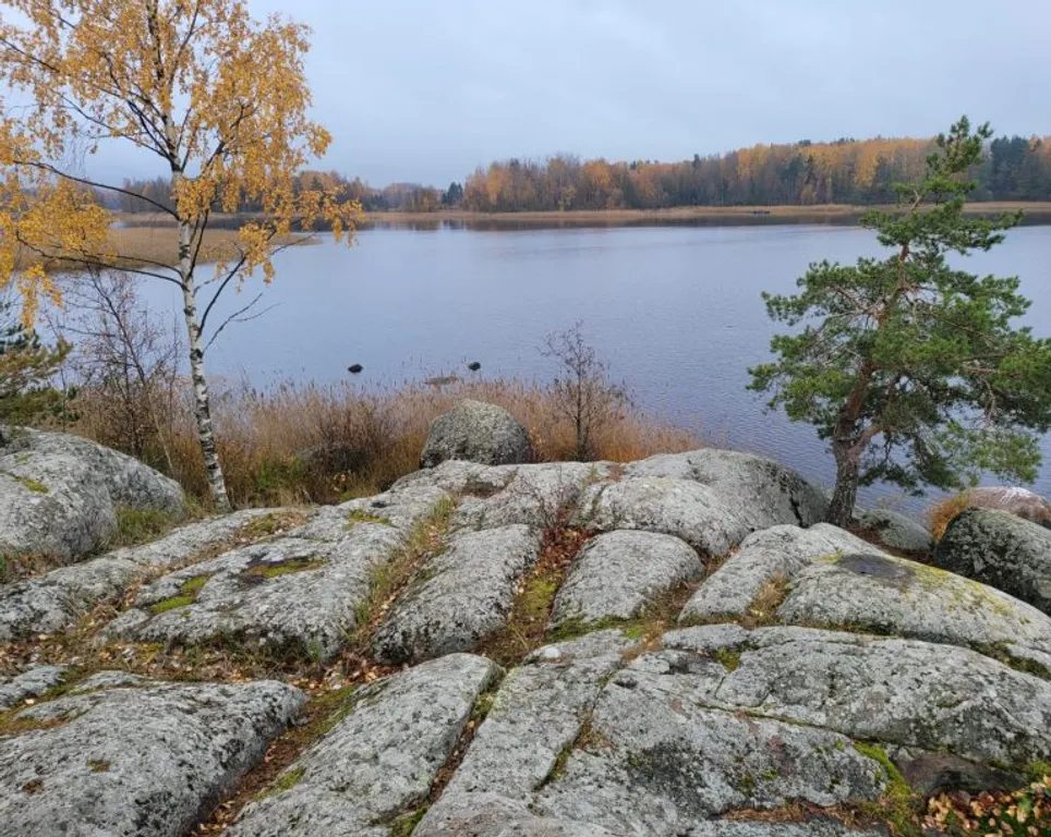 Дом с видом на лес