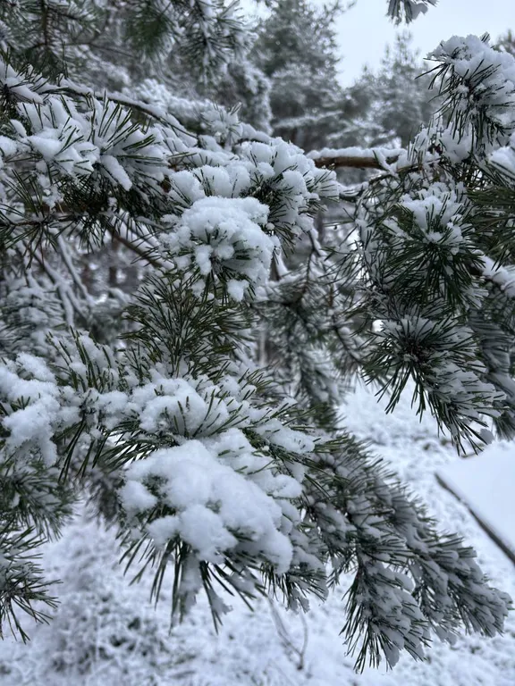 Уютный дом, баня на дровах, банный чан в сосновом бору Петрозаводска