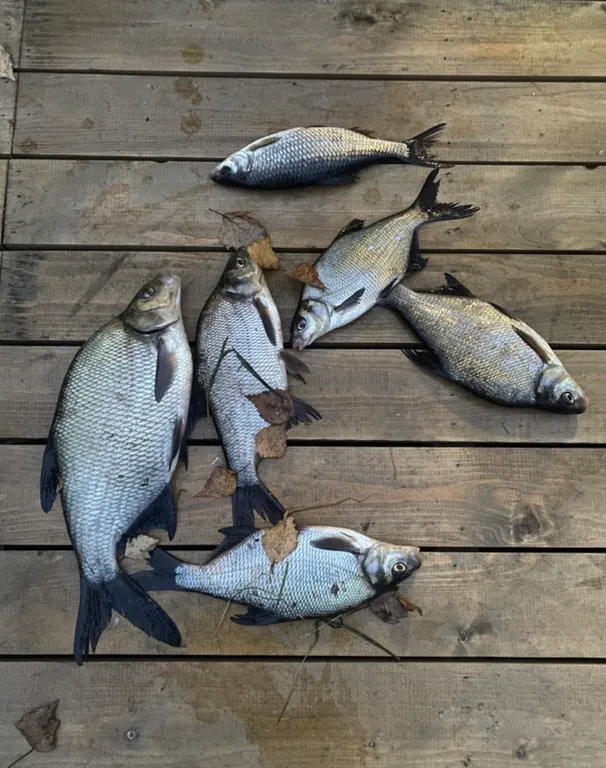 Семейный дом с сауной у реки N1