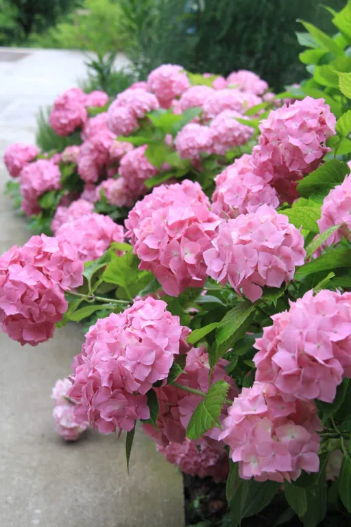 Квартира Апартаменты с видом на море — Лазаревское