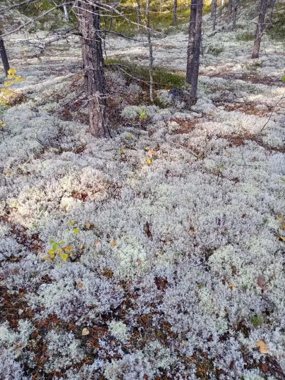 Отдых на Белом море