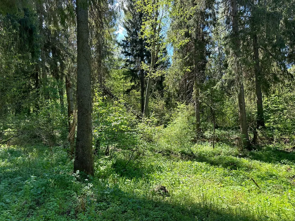 Маленький домик в лесу на Живописной улице