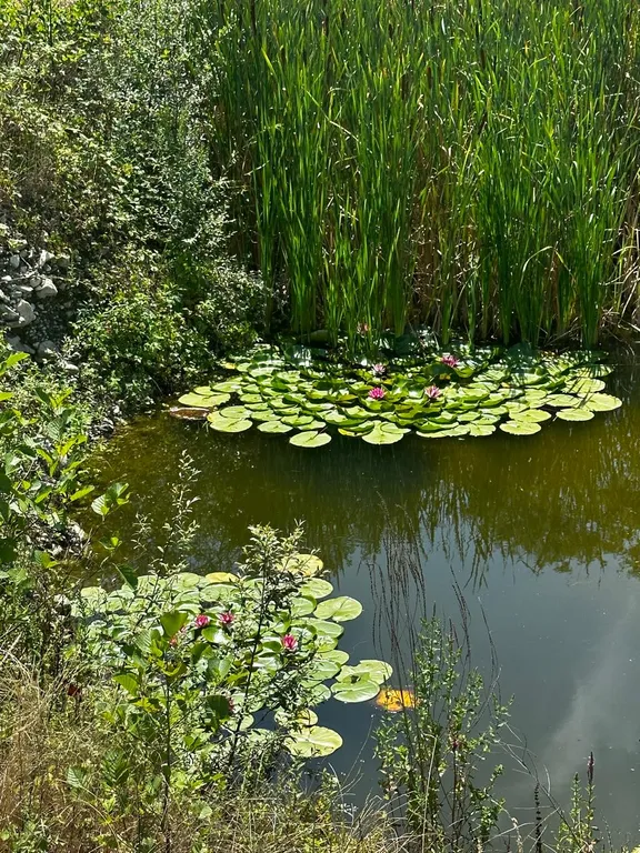 Шатер в саду