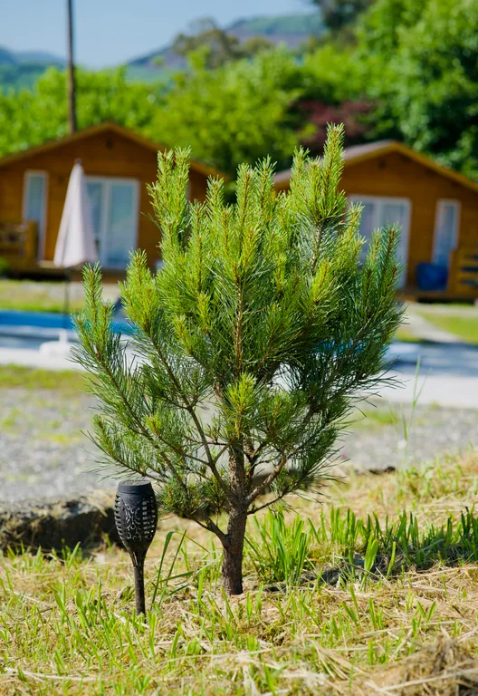 Коттедж 1-комнатный Дом — Сухум