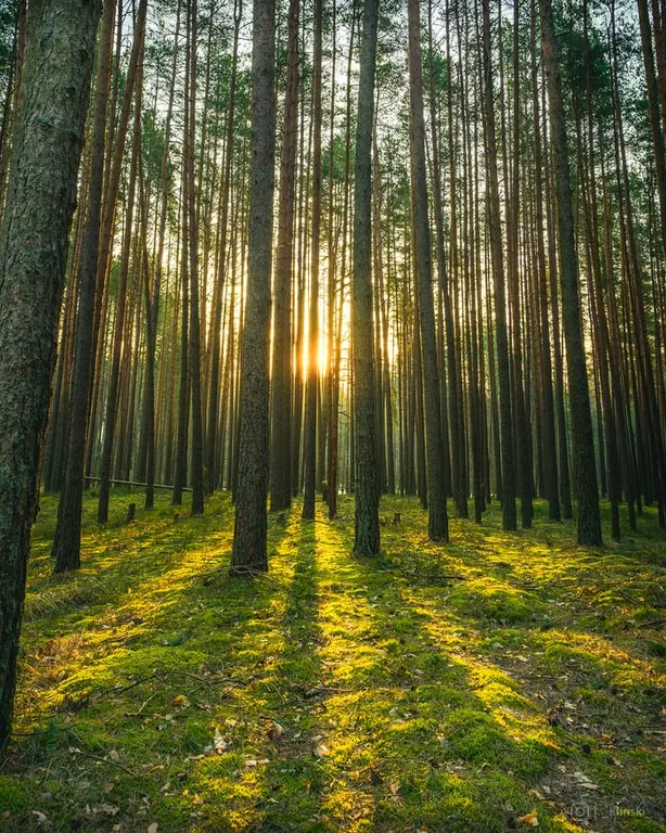Домик в лесу с пятнистыми оленями и кроликами